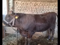 Ng'ombe dume, Red Estonian cattle — picha 8