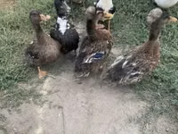 Ducks — Foto 2