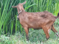 山羊（批次，未指定性别）, Murcia-Granada goats — 照片 1