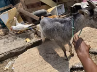 Mbuzi jike, West African dwarf goats — picha 1