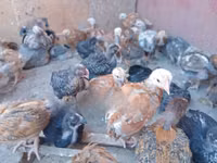 Chickens — الصورة 7