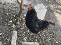 Ameraucana — photo 2