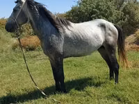 Horse (M), Mustang — photo 1