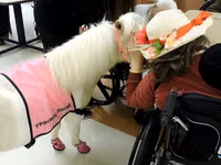 فرس, Miniature horse — الصورة 6