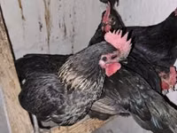 Chickens — Foto 2