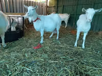 Mbuzi jike, Saanen goat — picha 5