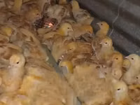 Chickens — الصورة 1