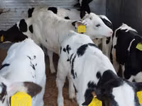 Ng'ombe (kikundi, jinsia haijatajwa), Russian Black pied cattle — picha 2