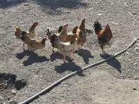 Chickens — Foto 3