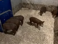 Boar — photo 3