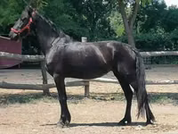 Farasi jike, Friesian — picha 3