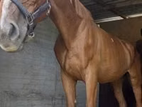 Horse (M), Hungarian horse breed — photo 3