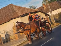 Yegua, Caballos — foto 1