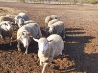 نعجة, Merino sheep — الصورة 1