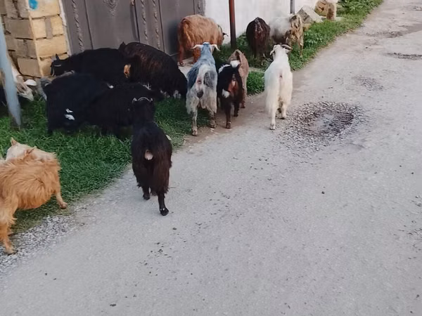 Ovejas (lote, sexo no especificado), Ovejas