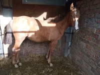 Horse (M), Russian Don — photo 5