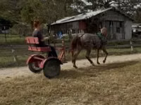 Hengst, Rocky Mountain Horse — Foto 3