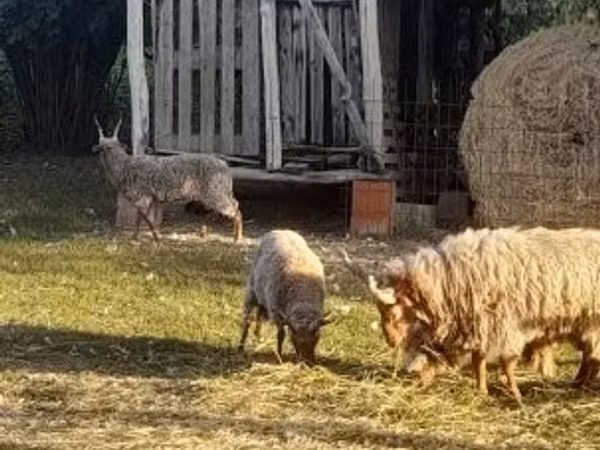 公羊, Baerchuke sheep