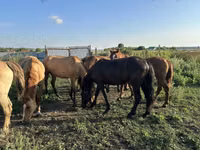 马匹（批次，未指定性别）, Horse breed — 照片 5
