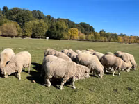 Ram, Australian merinos sheep — photo 3