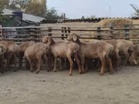 Kondoo jike, Arashan sheep — picha 8
