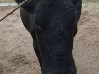 Ng'ombe jike, Russian Black pied cattle — picha 2