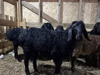 Carnero, Baerchuke sheep — foto 1
