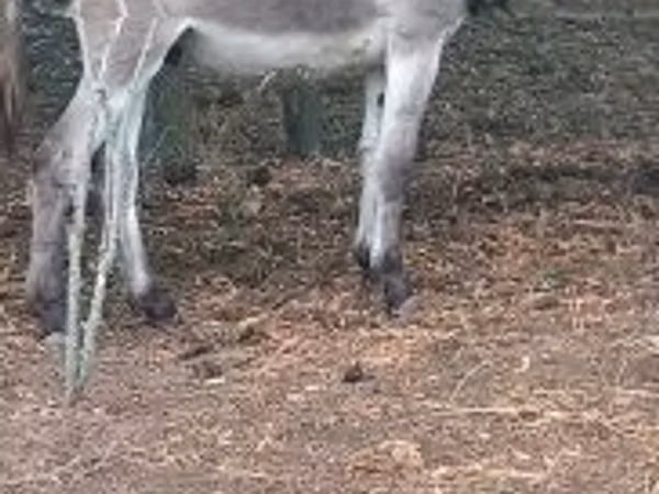 Caballo, Caballos
