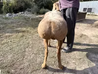 भेड़, Arashan sheep — फ़ोटो 2