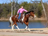 Caballo, National Show Horse — foto 3