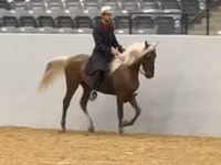Hengst, Rocky Mountain Horse — Foto 3