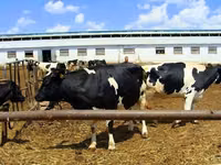 Ng'ombe jike, Russian Black pied cattle — picha 5