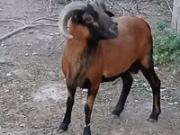 मेढ़ा, Cameroon sheep — फ़ोटो 1
