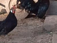 Bantam — picha 2