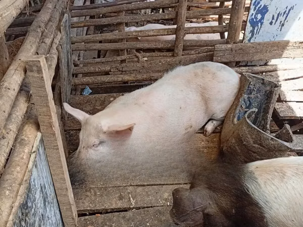 Schweine (Partie, Geschlecht nicht angegeben),  — Kenia
