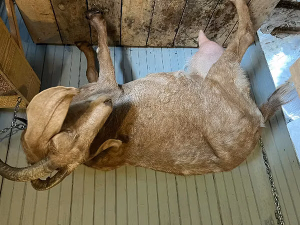 عنزة, Saanen goat