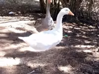 Geese — Foto 4