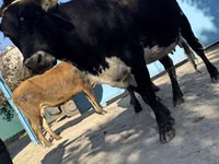 Cow, Cattle — photo 3