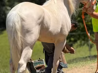 Caballo, Kentucky mountain daddle horse — foto 6