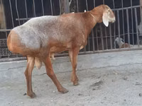 मेढ़ा, Saryarka sheep — फ़ोटो 3