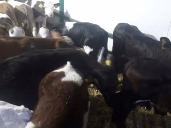 ثور, بقرة ليموزين