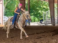 Horse (M), Quarter Horse — photo 6