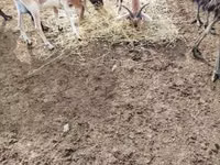 Billy Goat, Nubian Goat — photo 4