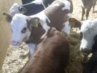 牛只（批次，未指定性别）, Simmental cattle — 照片 6