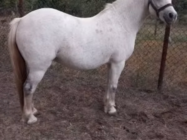 Yegua, Falabella