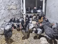 Chickens — picha 2