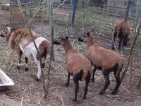 كبش, Cameroon sheep — الصورة 4