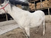 Stute, Tersk horse — Foto 3