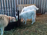 母山羊, Pomellata goat — 照片 3