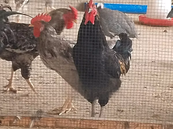Shamo chickens — Tanzania